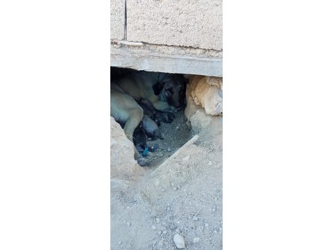 Safkan yavru kangallar
