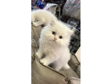 Beyaz british longhair yavrularımız
