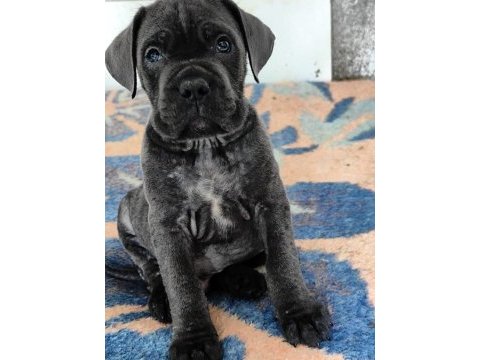 Cane corso fcı kıf a scrli grant türkiye şampiyonu yavruları