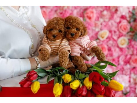 Toy poodle yavruları 
