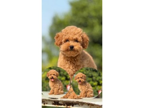 Korea kan toy poodle bebek köpekler