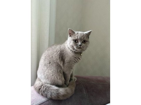 British shorthair kedisi