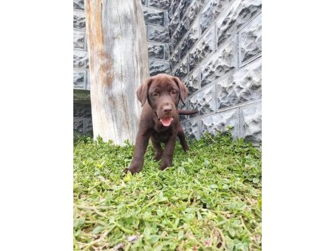 Labrador yavrularımız