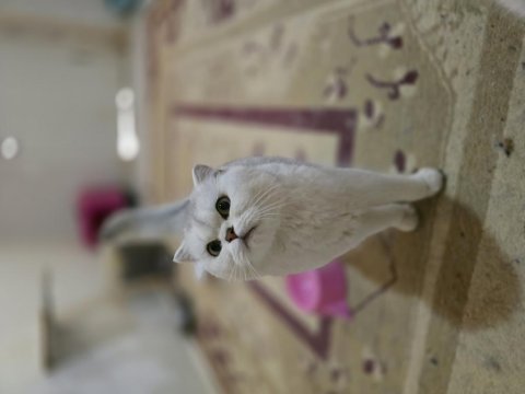 Silver scottish fold dişi