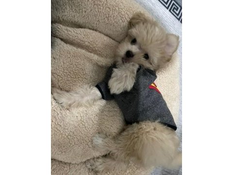 Oyuncu 8 aylık erkek maltipoo