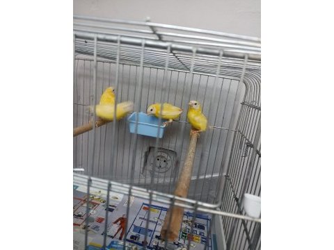 Cinnemon mavi yüz parrot lar