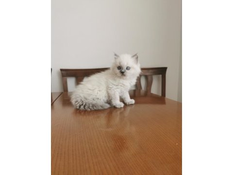 2 aylık british longhair yavrular