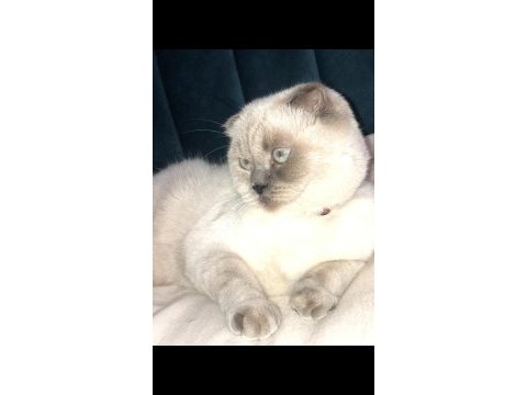Güzeller güzeli şila british longhair
