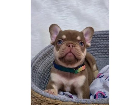 New shade rojo and tan fluffy carrier erkek french bulldog