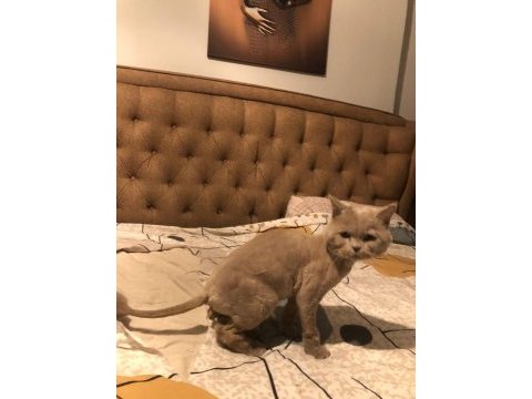 Kedi sahiplendirme british shorthair