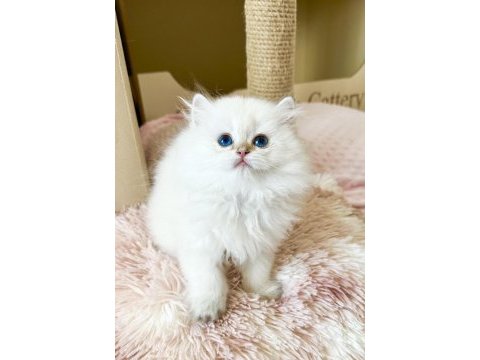 Safkan british longhair golden point erkek yavru