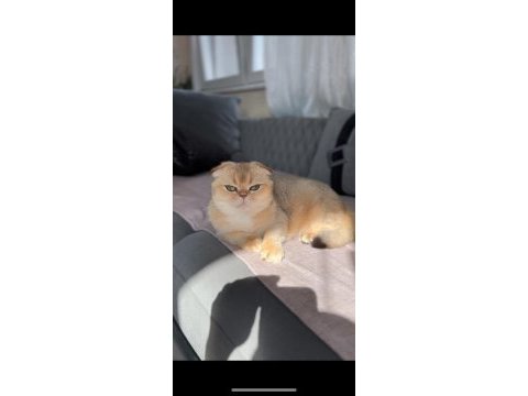 Golden scottish fold shorthair
