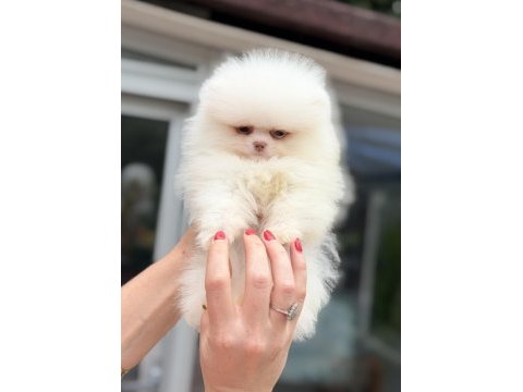 Mavi gözlü pomeranian boo teddy face