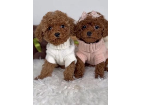 Toy poodle safkan