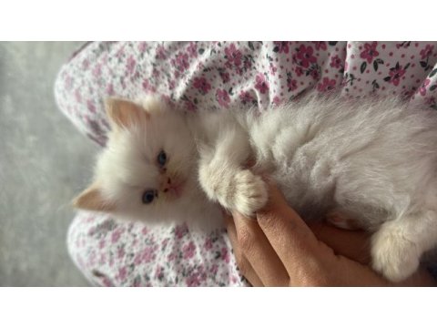Mavi göz iran kedisi