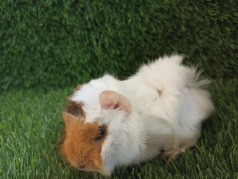 Guinea pig yavrular aynı gün set halinde teslim edilir