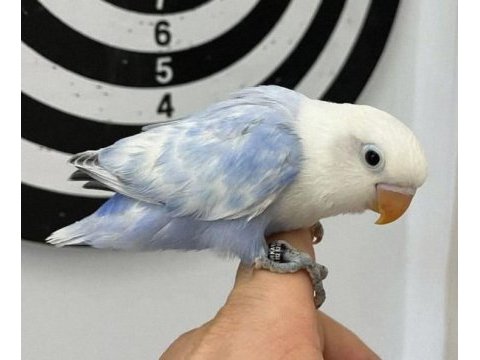 El besleme mutasyon cennet papağanı yeme düşmek üzere