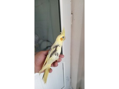 Yavru sultan papağanı bebekler