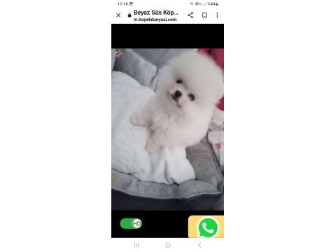 Pomeranian teacup erkek
