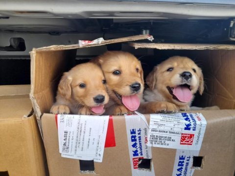 Bebek suratlı golden retriever yavrularım