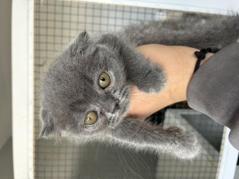 Irk garantili scottish fold