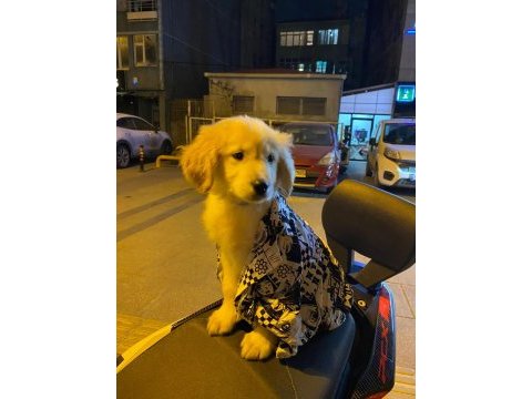 Son erkek yavru golden retriever