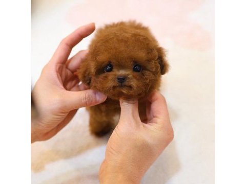 Wc eğitimli super zeki toy poodle bebeklerimiz