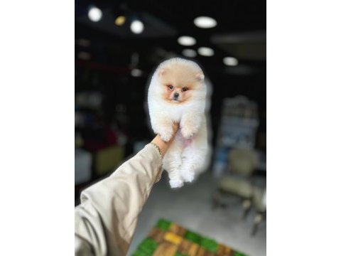 Tea cup pomeranian boo yavrularımız