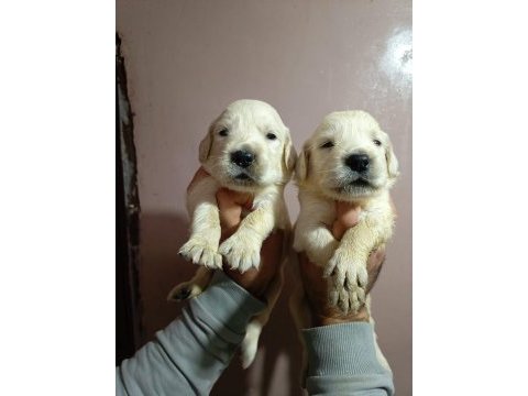 Golden retriever yavru