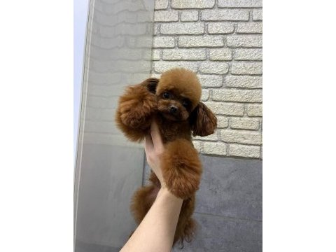 Orjinal kore kan mini poodle yavru erkek
