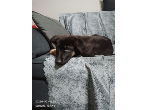 Köpeğimizin adı linda