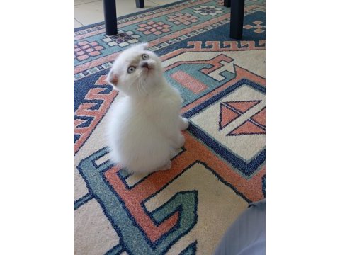 Scottish fold kedisi