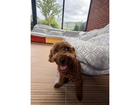 Sevimli toy poodle 6 aylık aşıları tam sahibinden