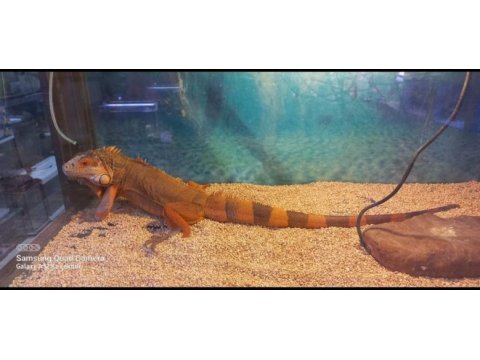 Kızıl iguana