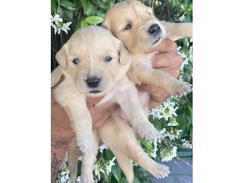 Golden retriever jeliboncuk köpekler