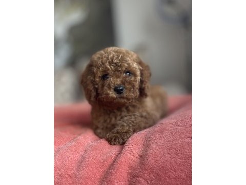 Dişi red brown toy poodle yavru