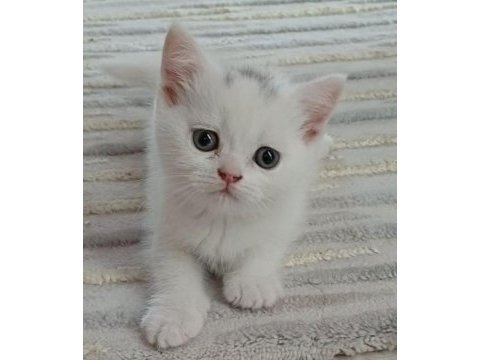 Minnoş kedim