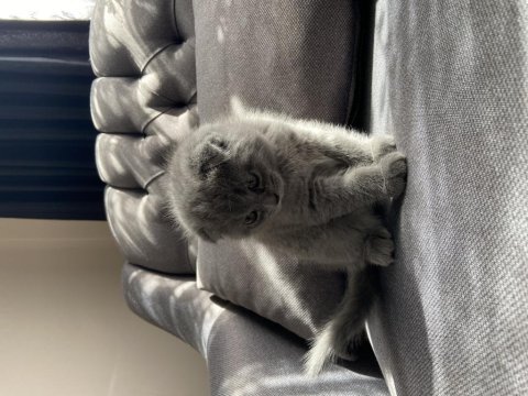 2 aylık yavru scottish fold sahiplendirme