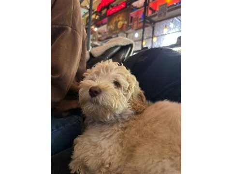 3 aylık oyuncu maltipoo