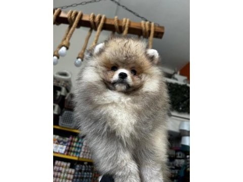 3.5 aylık dişi pomeranian köpeğimiz
