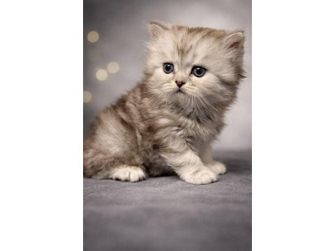 Muhteşem güzellikte safkan british longhair yavrumuz