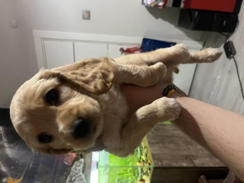 2 aylık 2 adet safkan minyatür cocker minnaklar