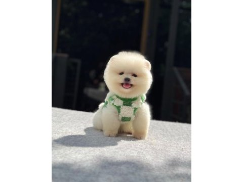 Orijinal pomeranian boo