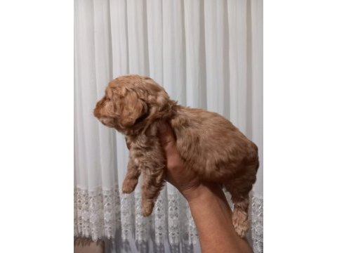 Maltipoo bebekler