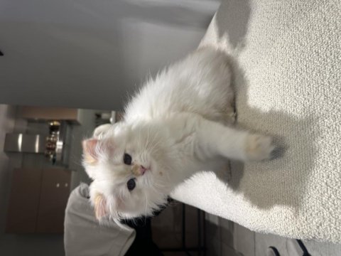 British longhair 2,5 aylık