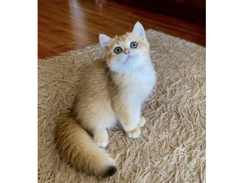Safkan british shorthair golden erkek yavru