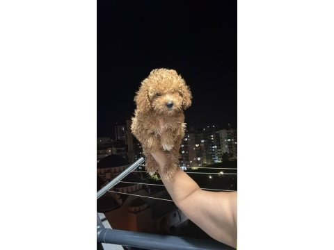 Kore minik toy poodle kg garantili