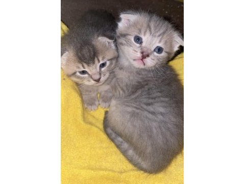 Scottish fold kızlar