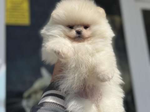 Petmode köpek çiftliğinden tea cup pomeranian