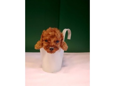 Mükemmel teacup poodle yavrularımız